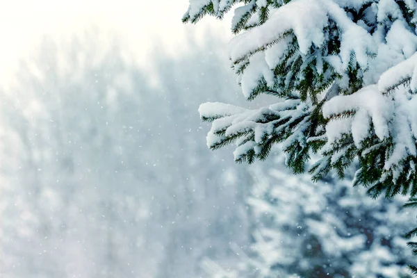 Snow Covered Spruce Branches Forest Blizzard Christmas New Year Vie — Fotografia de Stock