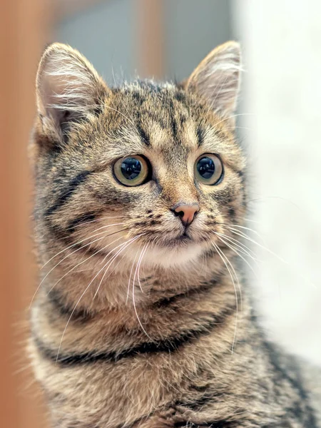 Brown Tabby Cat Attentive Look Room Close — 스톡 사진
