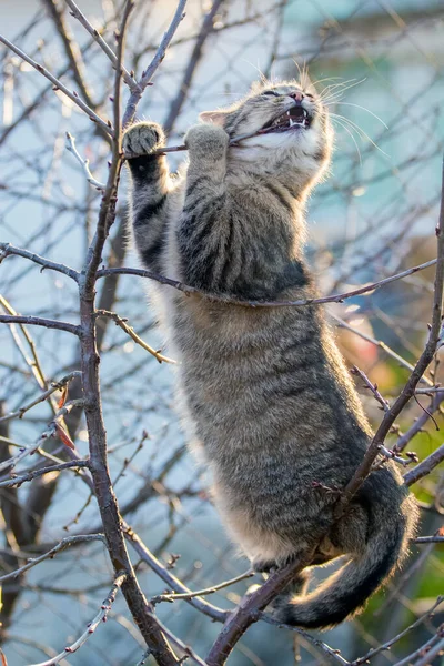 Νεαρή Γάτα Στον Κήπο Ένα Δέντρο Ροκανίζει Ένα Κλαδί — Φωτογραφία Αρχείου