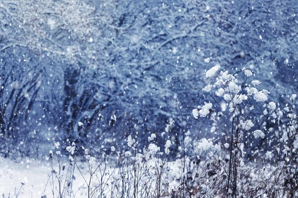 Dry Plants Covered Fluffy Snow Winter Forest Snowfall — Stock Fotó