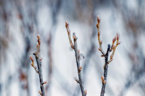 Ветви Смородины Покрыты Льдом Зимнем Саду Глазурь Плохой Погоды — стоковое фото