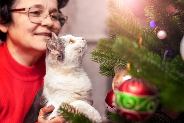 Woman Holding Cat Christmas Tree Toys Cat Carefully Looks Decorations — Stock fotografie