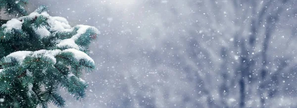 Снегопад Зимнем Лесу Ветка Заснеженной Ели Зимнем Лесу Плохую Погоду — стоковое фото