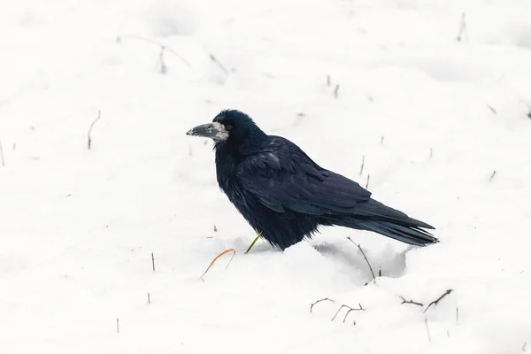 Черная Ворона Зимнем Парке Снегу Холодную Погоду — стоковое фото