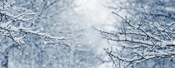 Snow Covered Tree Branches Winter Garden Snowfall Winter Weather Snow — 스톡 사진
