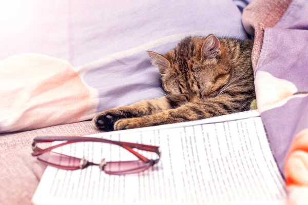 Cat Sleeping Bed Next Book Glasses — Fotografia de Stock