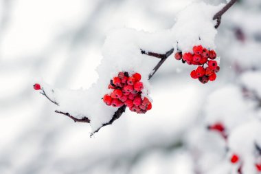 Rowan branch with red berries covered with soft fluffy snow  in winter during snowfall