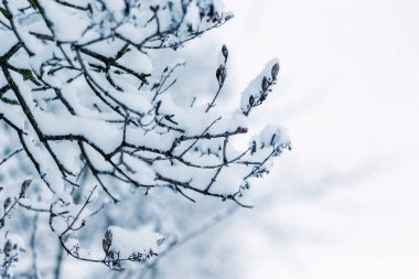 Snow covered tree branches in winter on a blurred background