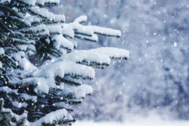 Snow covered spruce branches in winter forest on blurred background during snowfall