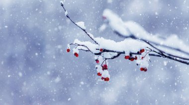 Rowan branch with red berries covered with soft fluffy snow  in winter during snowfall