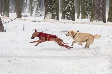 İki köpek kışın parkta karda ileri doğru koşuyor.