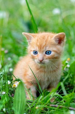 Kızıl saçlı bir kedi yavrusu yeşil çimlerin üzerinde oturuyor.