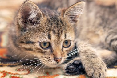 Genç bir kedi odada bir halının üzerinde yatıyor.
