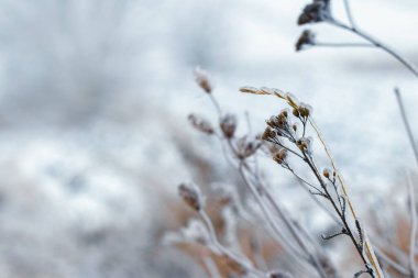 Dry branches of plants covered with ice in bad weather in winter. Icing in winter during thaw and frost