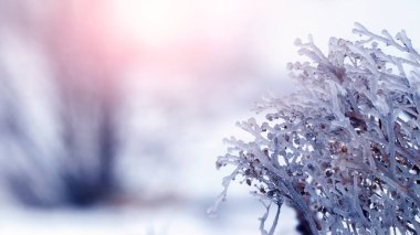 Dry branches of plants covered with ice in bad weather in winter. Icing in winter during thaw and frost