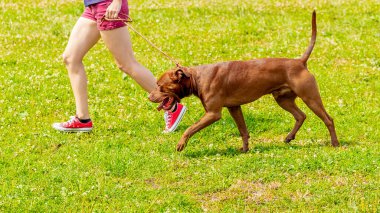 Kahverengi bir Amerikan pitbull köpeği sahibi ile parkta yürüyor.