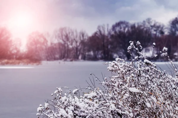 Paisagem Inverno Com Plantas Cobertas Neve Margem Rio Durante Pôr — Fotografia de Stock