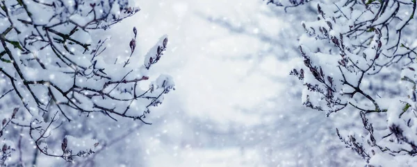 Havazik Téli Erdőben Hófákkal Borított Faágak Kertben Hóesés Idején — Stock Fotó