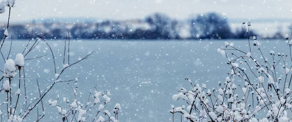 Śnieg Pobliżu Rzeki Zimą Pokryte Śniegiem Gałęzie Krzewów Pobliżu Rzeki — Zdjęcie stockowe