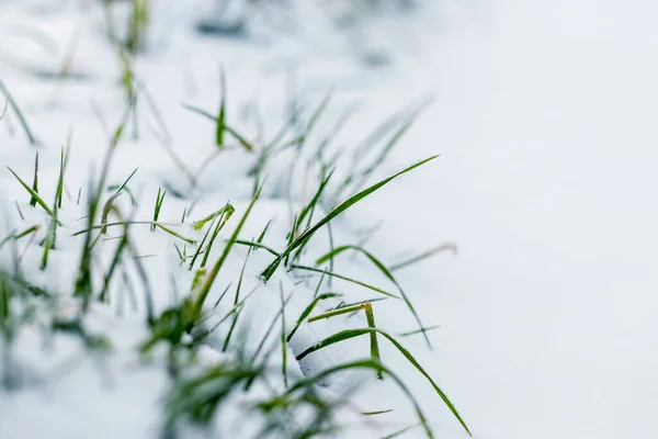 Green Grass Covered Snow First Snow Beginning Winter — Foto de Stock