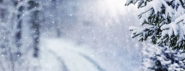 Schneefall Winterwald Ein Schneebedeckter Fichtenzweig Wald Neben Einer Schneebedeckten Straße — Stockfoto