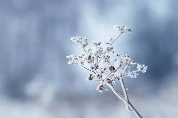 Сухая Ветвь Растения Покрытая Морозом Зимой Размытом Фоне — стоковое фото
