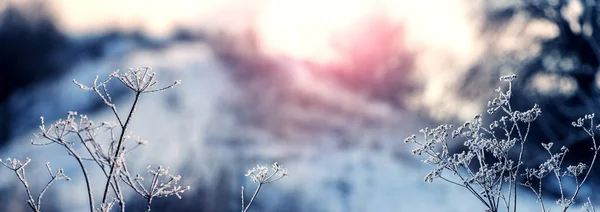 日出时分 森林里被霜冻覆盖的干枯植物 — 图库照片