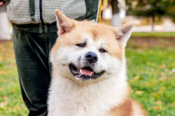 Akita Köpeği Parkta Metresinin Yanında — Stok fotoğraf