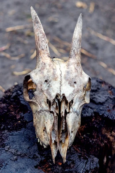 Goat Skull Horns Dark Background — 图库照片