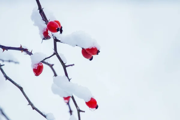 Pokryte Śniegiem Czerwone Jagody Róży Krzaku Tle Śniegu Krzew Róży — Zdjęcie stockowe