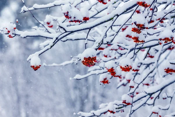 Rowan Drzewo Czerwonymi Jagodami Pod Pokrywą Śniegu Zimie — Zdjęcie stockowe