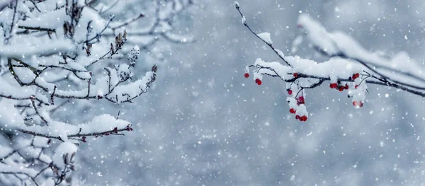 Śnieg Ogrodzie Ośnieżone Gałęzie Drzew Ogrodzie Podczas Opadów Śniegu Jesion — Zdjęcie stockowe