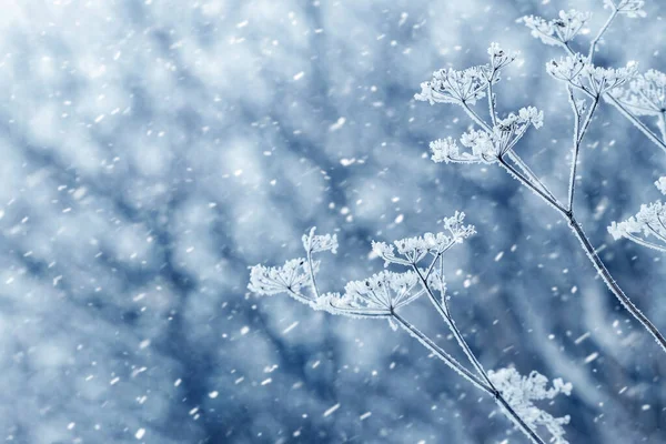 Fundo Inverno Natal Com Geada Coberto Plantas Secas Fundo Turvo — Fotografia de Stock