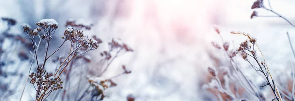 在冬季的阳光展示中 干枯的植物被冰雪覆盖在草地上 — 图库照片