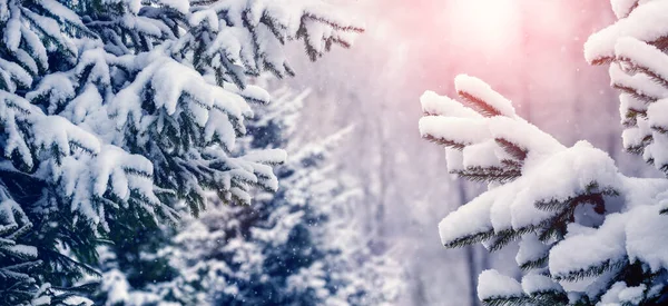 Téli Erdő Hófás Fenyőfákkal Napkeltekor — Stock Fotó