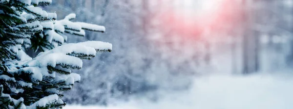 Winterwald Mit Schneebedeckten Bäumen Und Fichten Vordergrund Bei Sonnenaufgang — Stockfoto