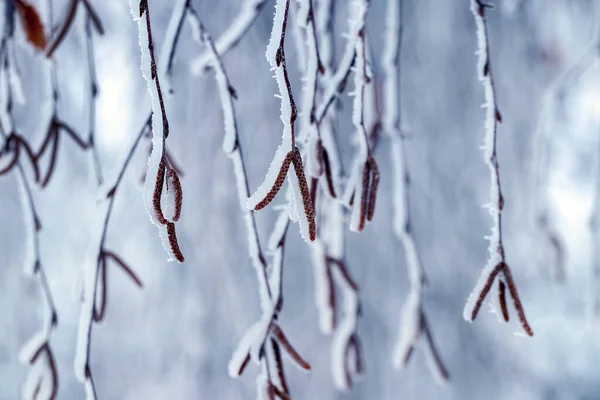 Березовые Ветви Сережками Покрытыми Снегом Льдом — стоковое фото