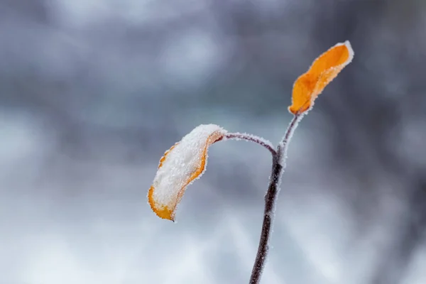 Tree Branch Covered Snow Frost Leaves Blurred Background — Stock fotografie