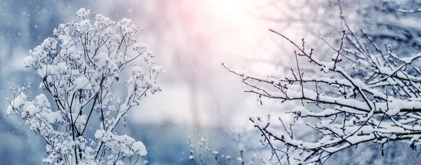 日の出 冬景色の森の中の木々や茂みの雪に覆われた枝 — ストック写真