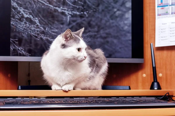 A white spotted cat sits near a computer monitor and keyboard