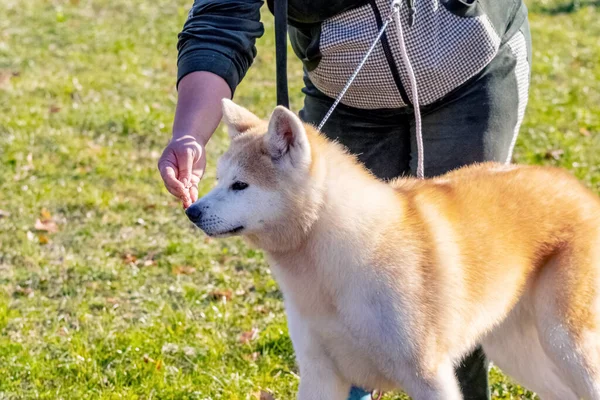 Kochanka Karmi Psa Pies Akita Bierze Jedzenie Ręki Kochanki — Zdjęcie stockowe
