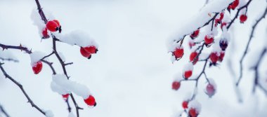 Beyaz arka planda kırmızı böğürtlenli gül kalçalı karla kaplı dallar.