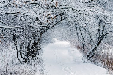 Karla kaplı ağaçlarla kaplı kış ormanı ve kardan sonra ağaçlar arasında yol