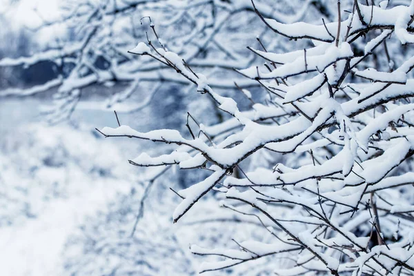 Neve Coberto Ramos Árvores Inverno Após Queda Neve — Fotografia de Stock