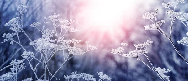日の出の間の午前中に庭の植物の霜で覆われた乾燥した枝 — ストック写真