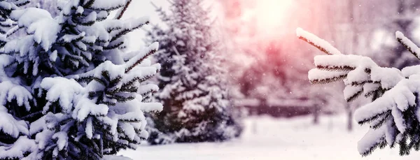 Ramos Abeto Cobertos Neve Floresta Inverno Durante Pôr Sol — Fotografia de Stock