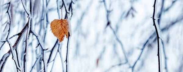 Břízkové Větve Pokryté Ledem Osamělým Suchým Listem Stromě Led Stromů — Stock fotografie