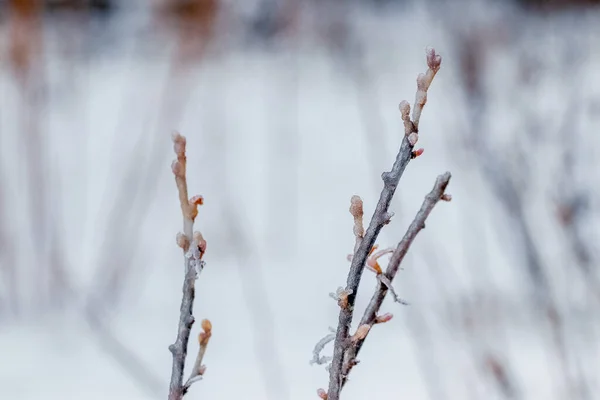 Ветви Смородины Покрыты Льдом Зимнем Саду Глазурь Плохой Погоды — стоковое фото