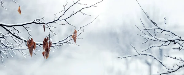 薄明かりの中 冬の森に乾いた葉を持つ雪に覆われた木の枝 — ストック写真
