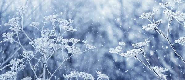 Sněhem Pokryté Suché Větve Rostlin Zimě Během Sněžení Rozmazaném Pozadí — Stock fotografie